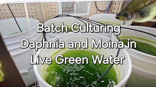 Batch Culturing Daphnia and Moina in Live Green Water [upl. by Chatav297]