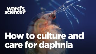 Caring and Culturing for Daphnia [upl. by Aicemak]