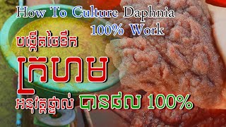 Tutorial how to culture daphnia​ real show  របៀបបង្កើតចៃទឹកក្រហមដោយអនុវត្តផ្ទាល់  Daphnia culture [upl. by Akeret]