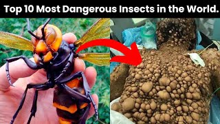 10 Most Deadliest Insects In The World  dangerousinsects [upl. by Fredela]