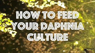 How To Feed Your Daphnia Culture [upl. by Hirai653]