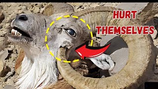 The Most Shocking Ways Animals Intentionally Harm Themselves [upl. by Ayrb]