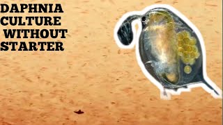 HOW TO CULTURE DAPHNIA NATURALLY WITHOUT A STARTER [upl. by Letniuq]