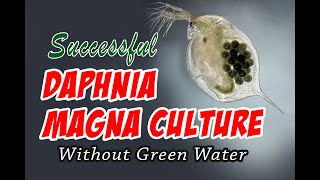 How to Cultue Daphnia Magna the Easy Way [upl. by Arahat]