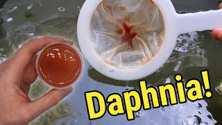 How I Culture Daphnia In Outdoor Tubs [upl. by Shaun]