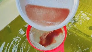 How to culture daphnia  Daphnia culture  How to grow daphnia outdoor [upl. by Muller]