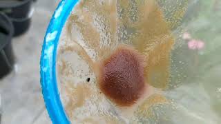 How to culture daphnia moina in a small container Part 1 English Subtitle [upl. by Gere]