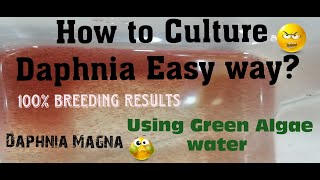 Daphnia MagnaHow to Culture Daphnia Easy wayCulturing Daphnia using Green water Daphnia [upl. by Sanford297]