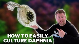 Great Live Fish Food  How to Easily Culture Daphnia  Water Fleas and What to Avoid [upl. by Aynnek]