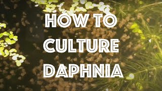 How To Culture Daphnia Magna [upl. by Nomit]