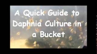 How to culture daphnia outside [upl. by Atekram449]