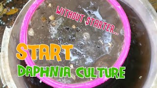 How to culture daphnia moina the easy way 1  Starting the Daphnia culture [upl. by Nadabus]