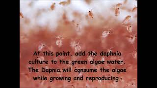 Daphnia  How to grow daphnia in your home [upl. by Dachy]