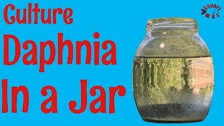 How to Culture Daphnia in a Jar [upl. by Lillian]