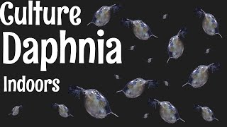 How to Culture Daphnia [upl. by Spiegleman426]