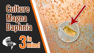 How to culture DAPHNIA MAGNA  The easy way [upl. by Huey240]