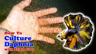 How to Culture Daphnia with ZERO Cost  Unlimited Live Food For Our Fish [upl. by Lytsyrk462]