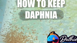 How to do a Daphnia Culture [upl. by Essirehc]