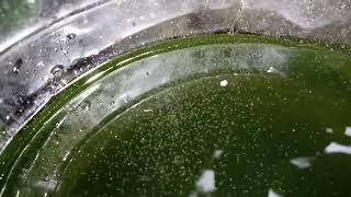 DAPHNIA MOINA CULTURE IN A SMALL BUCKET [upl. by Netnilc]