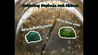 How To Culture Daphnia and Moinas using Green Water Spirulina powder [upl. by Afesoj]